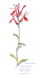 [Cardinalflower]